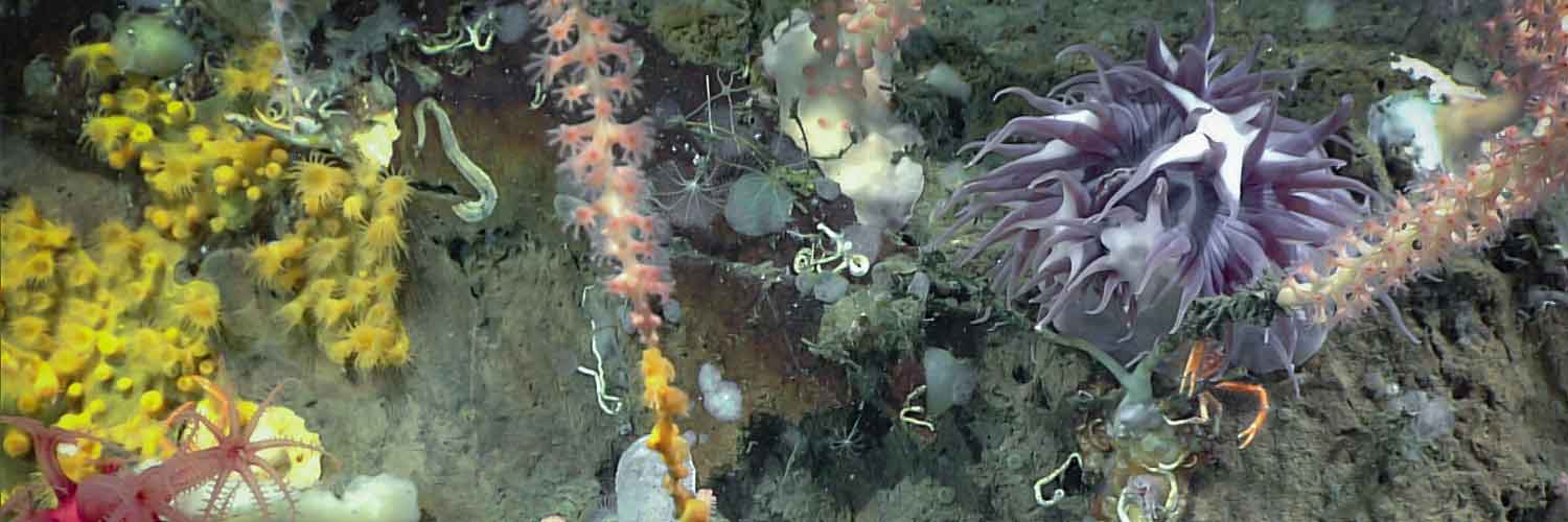 Ocean Exploration Adventure